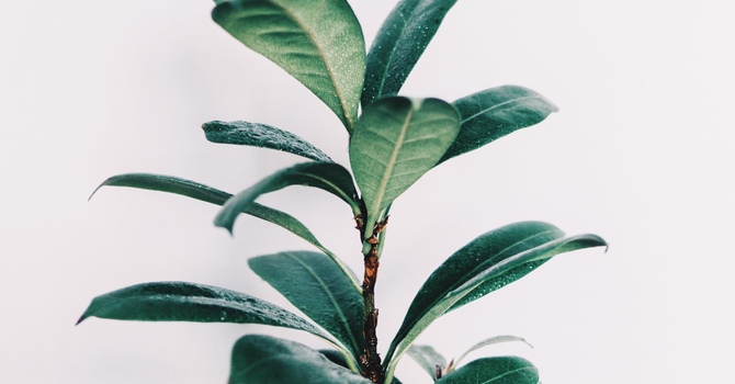 The Importance of Spinal Health for Overall Wellness